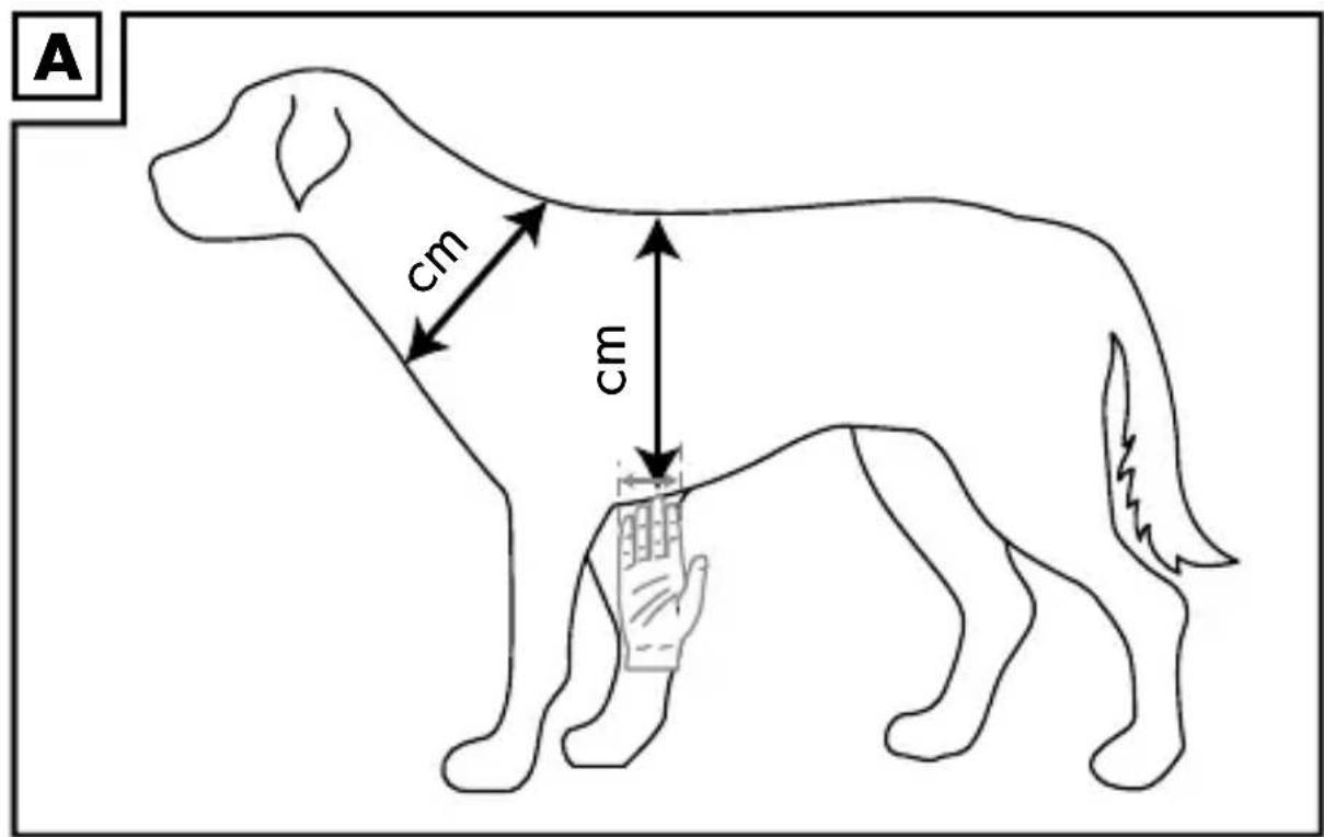 ZOOFARI HG04974A - Ermitteln der korrekten Größe (Abb. A) - 1