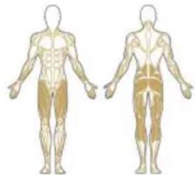 Capital Sports Power Band - Accroupissements - 1