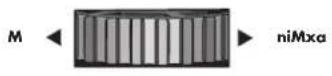 FELLOWES Encuadernadora Galaxy Wire - VÓR HET INBINDEN - 2