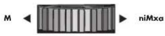 FELLOWES Encuadernadora Galaxy Wire - FOR INDBINDING - 2