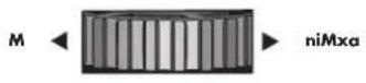 FELLOWES Encuadernadora Galaxy Wire - PRED VIAZANIM - 1