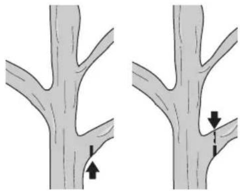 Craftsman CMCCSP20 - Pruning With the Pole Saw (Fig. A, DD, FF) - 1