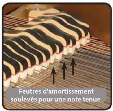 Dexibell Combo J7 - String Reso (resonance des cordes) - 1