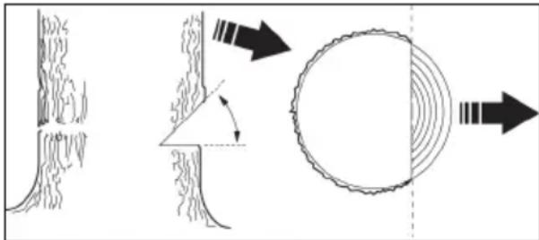 JONSERED CS16i - Abattage d'un arbre - 1