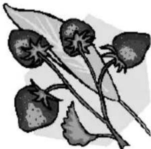 Studio GTEM02 - Jagodni sorbet - 1
