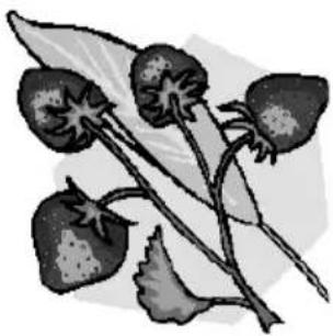 Studio GTEM02 - Földieper szorbet - 1