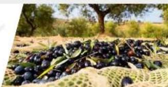 EGO PH1400E - RECOITEUR D'OLIVES - 2