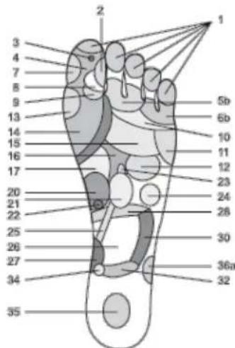 WESTINGHOUSE WES420916 - Reflexology chart with corresponding body parts - 2