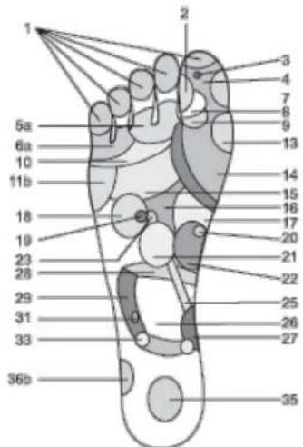 WESTINGHOUSE WES420916 - Reflexology chart with corresponding body parts - 1