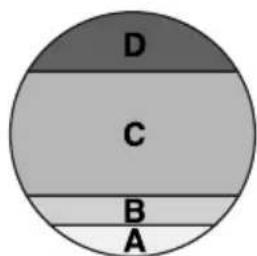 D C B A