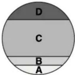 D C B A