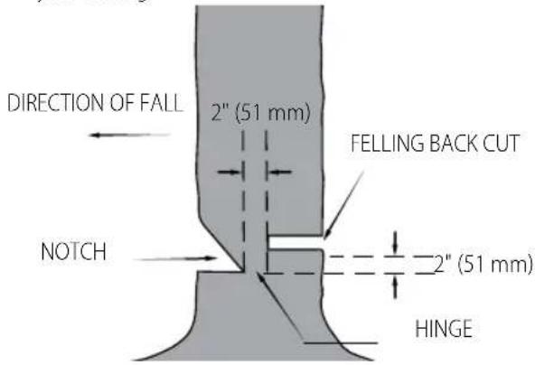 DIRECTION OF FALL 2" (51 mm) NOTCH FELLING BACK CUT 2" (51 mm) HINGE