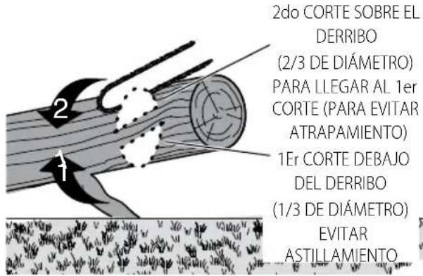 2do CORTE SOBRE EL DERRIBO (2/3 DE DIÁMETRO) PARA LLEGAR AL 1er CORTE (PARA EVITAR ATRAPAMIENTO) 1Er CORTE DEBAJO DEL DERRIBO (1/3 DE DIÁMETRO) EVITAR ASTILL AMIENTO