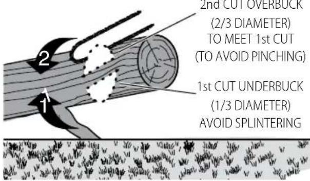 2nd CUT OVERBUCK (2/3 DIAMETER) TO MEET 1st CUT (TO AVOID PINCHING) 1st CUT UNDERBUCK (1/3 DIAMETER) AVOID SPLINTERING