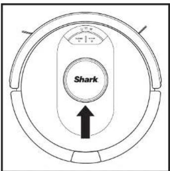 Shark