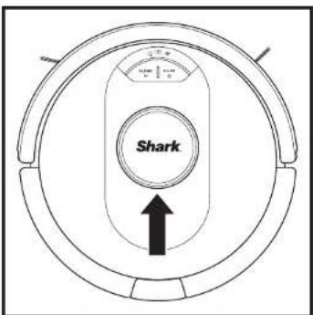 Shark