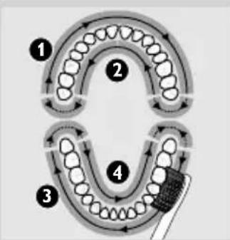 Diagram illustrating dental tooth movement and brushing process with numbered steps