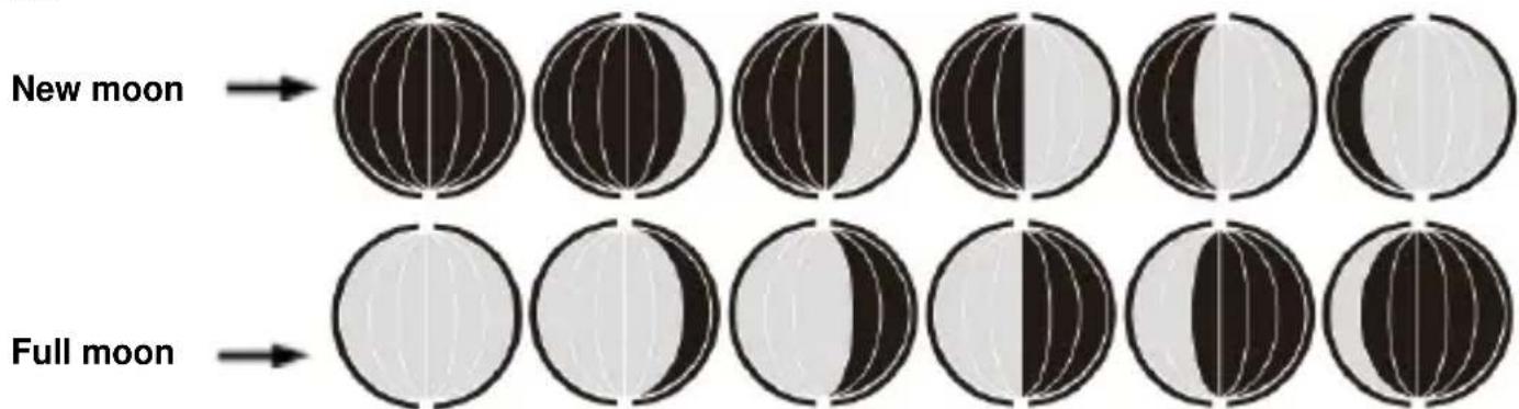 TECHNOLINE WS 6767 - Moon phase: - 1