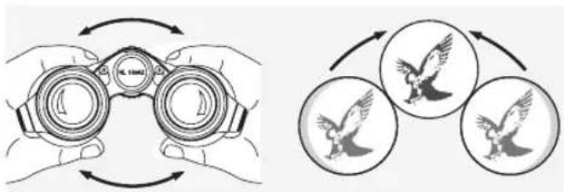 SWAROVSKI OPTIK NL Pure 10x42 - ADJUSTING THE DISTANCE BETWEEN THE EYEPIECES - 1