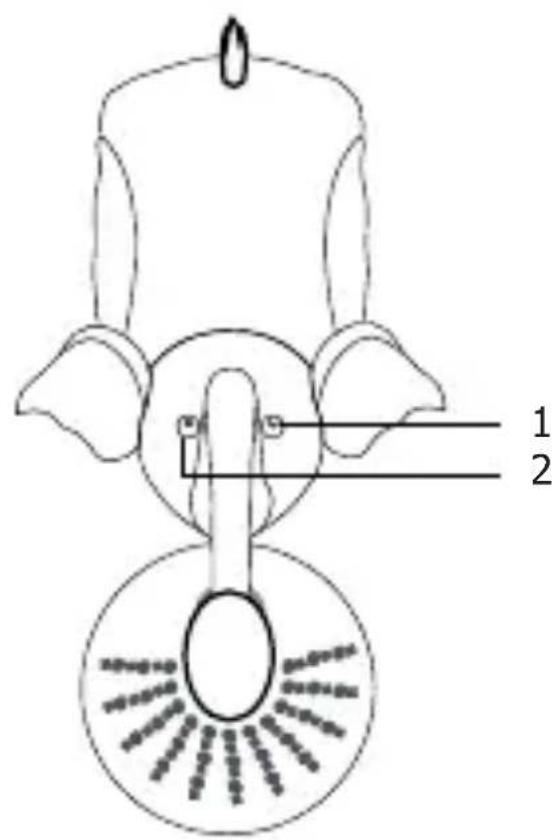 Promate Snorky - Appearance & Interface Description - 1