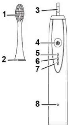 TECHWOOD TBAD035 - LA BROSSE A DENTS - 1