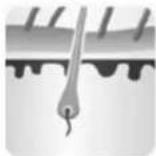 Concept Perfect Skin IL5020 - Tre fasi -anagen, catagen et telogen - 1