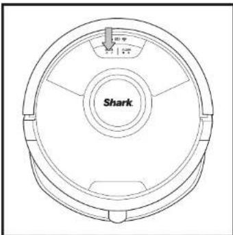 Shark