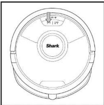 Shark