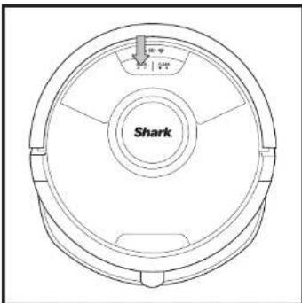 Shark