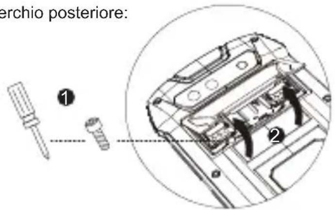 erchio posteriore: ① ②
