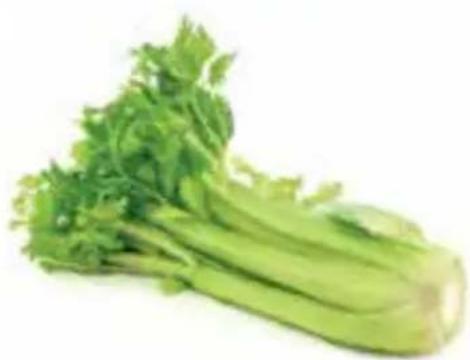 OMEGA JC3000 - Head of Celery. - 1