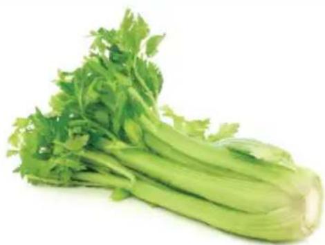 OMEGA H3000R - Head of Celery. - 1
