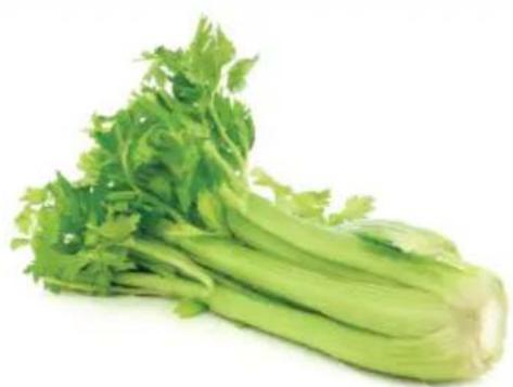 OMEGA H3000R - Head of Celery. - 1