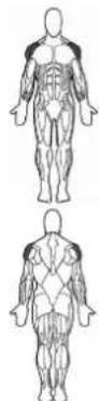 BOWFLEX SelectTech BD1090i - Lateral Raise - 1