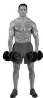 BOWFLEX SelectTech BD1090i - Muscles worked - 2