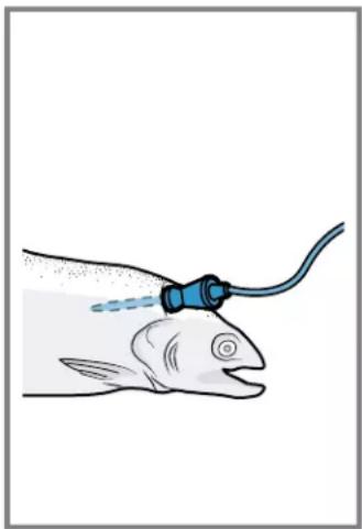 BOSCH HIS8055U - Insérez la sonde à viande dans l'aliment à cuire - 1