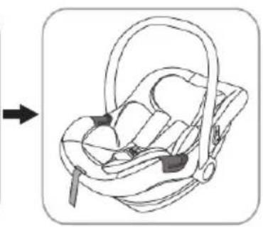 Chipolino Elite - 12