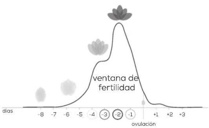 BEURER Pearl OT 80 - ¿Có como funciona el sistema Pearl Fertility? - 2
