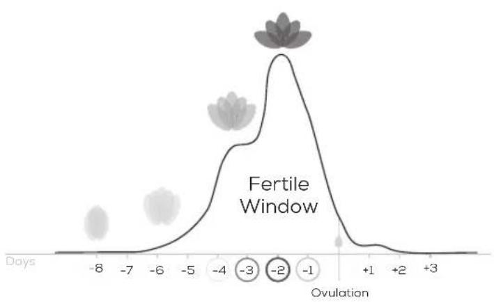 BEURER Pearl OT 80 - How does the Pearl Fertility System work? - 2