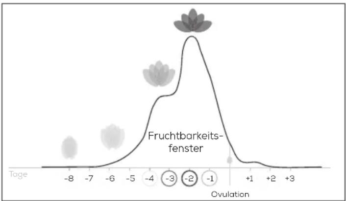 BEURER Pearl OT 80 - Das Fruchtbarkeitsfenster - 4