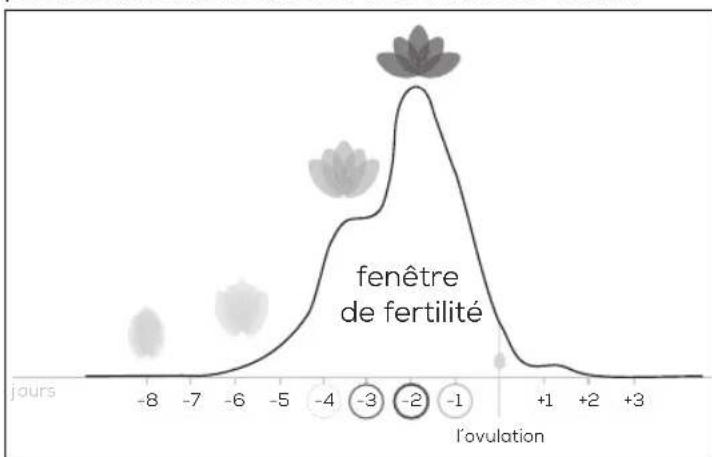 BEURER Pearl OT 80 - La fenêtre de fertilité - 3