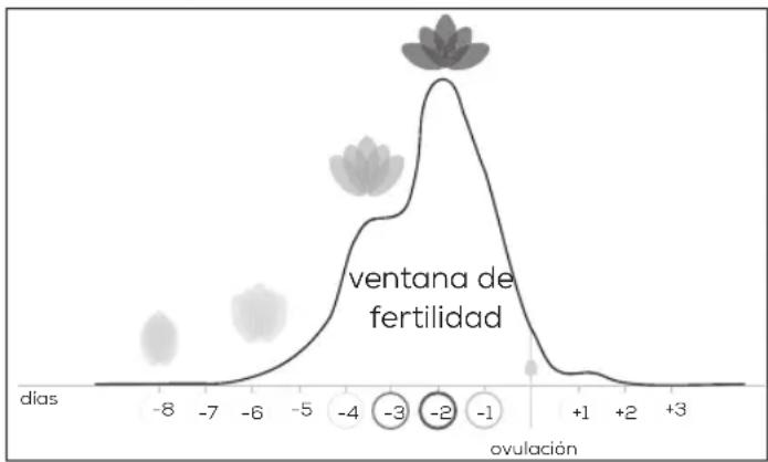 BEURER Pearl OT 80 - Posibilidades de\ quelarse embarazada - 3