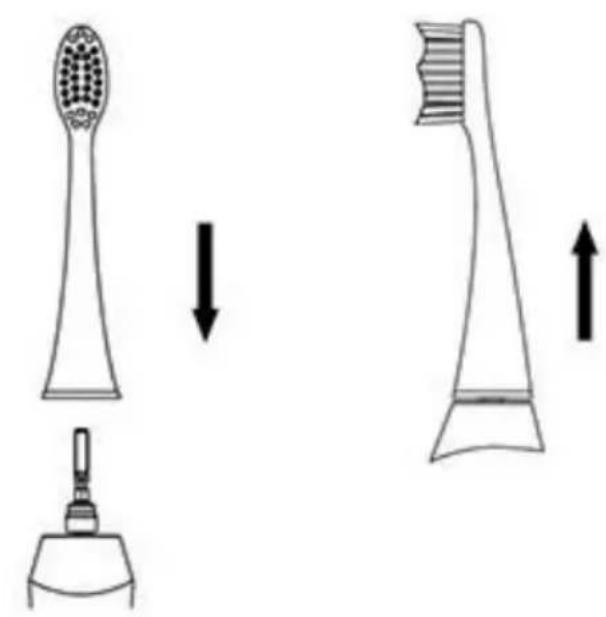 Ailoria Shine Bright SB180BP - Attaching the brush head - 1