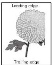 Leading edge Trailing edge
