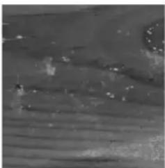 GRE 788032 - WOOD: A LIVING MATERIAL - 6