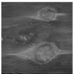GRE 788032 - WOOD: A LIVING MATERIAL - 7