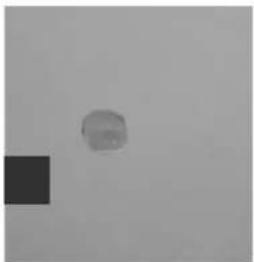 GRE 788031 - SKIMMER - 19