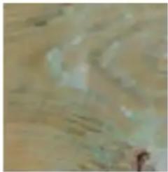 GRE 790302 - WOOD: A LIVING MATERIAL - 4
