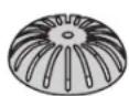 Zwilling Fresh & Save - i - 1