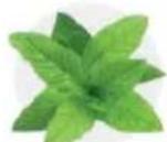 Tribest Soyabella SB130 - CHOCOLATE MINT MILK - 7